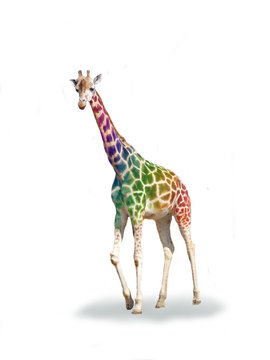 Crazy colorful giraffe
