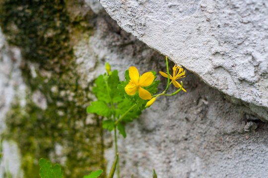 Glistnik jaskolcze ziele (Chelidonium majus) greater celandine