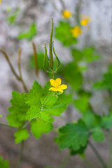 Glistnik jaskolcze ziele (Chelidonium majus) greater celandine