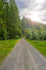 Fototapeta na wymiar Waldweg in einen wunderschönen Wald