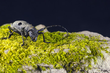 Asian longhorned beetle