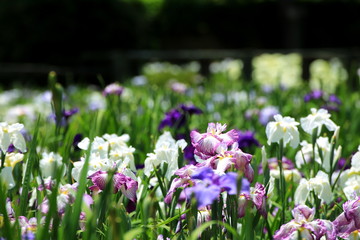 埼玉県 花しょうぶ園