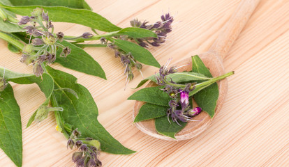 Comfrey leaves and flowers / Spoon with Comfrey  and Comfrey plant