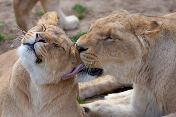 Animal affection. Adult lions social bonding. Grooming by licking.