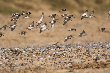 Flock of sandpiper birds flying over pebble strewn beach. Selective focus.