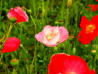 Fototapeta premium ポピーの花