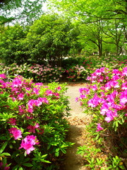 ツツジ咲く新緑の公園風景