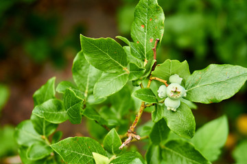 Close up from growing blueberries 