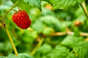 Close up from a single red raspberry on a shrub