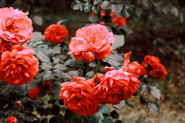 Orange rose in the garden. Filter applied