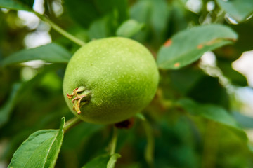 Close up from a green growing apple