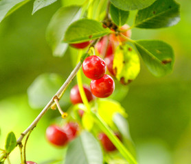 Obraz premium Red cherries on a branch just before harvest in early summer