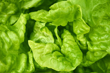 Close up from a fresh green salad