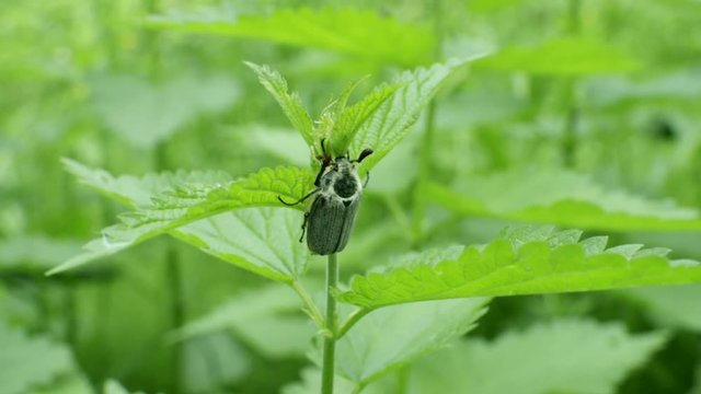Chafer beetle sitting on green stern and swaying in wind. Closeup view on bug in forest