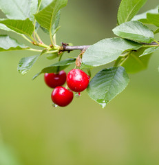 Red cherries on a branch just before harvest in early summer