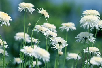 Floral background. White daisies
