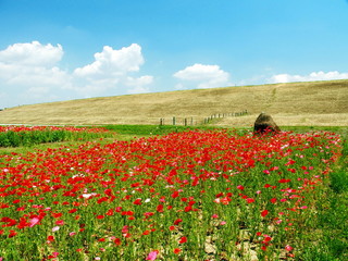 土手とポピー畑風景
