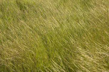 Green meadow