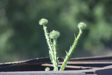 Milk thistle (Silybum marianum)