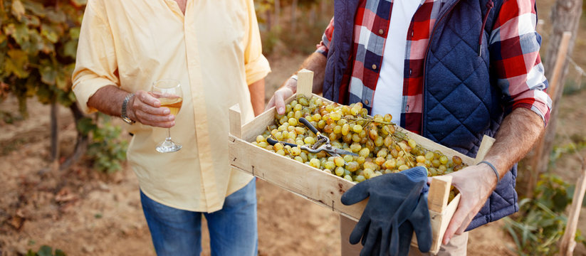 harvesting grapes- Family tradition.