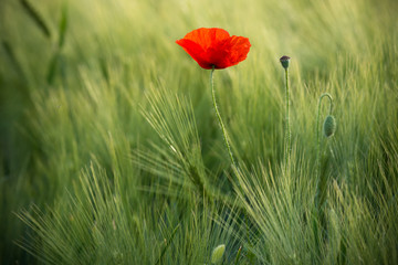 Wild Red Poppy, Shot With A Shallow Depth Of Focus, On A Green Wheat Field In The Sun. Lonely Red Poppy Close-Up Among Wheat. Picturesque Single Wild Poppy On A Background Of Ripe Wheat