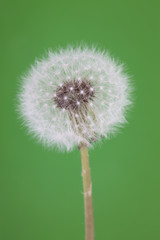 Close-up shoot of a dandelion in green background.