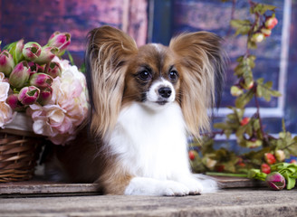 papillon, continental toy spaniel, butterfly dog
