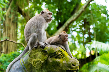 Naklejka na ściany i meble Macaque monkeys at Monkey Forest, Bali, Indonesia