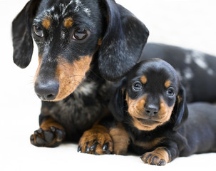 mother dogs and puppy breed dachshund