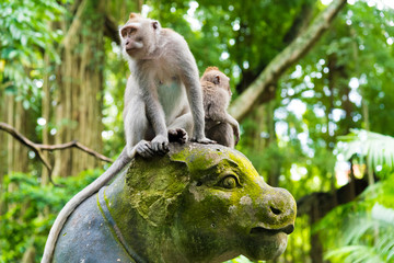 Macaque monkeys at Monkey Forest, Bali, Indonesia