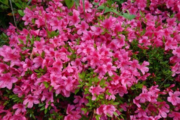 Fototapeta premium ツツジ開花