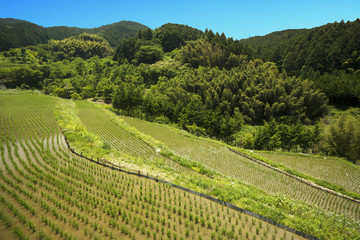 田植え直後の水田
