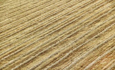 Mown field of wheat after harvesting