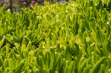 Fototapeta na wymiar Green rosette leaves of grass at dawn. Herbal natural texture.