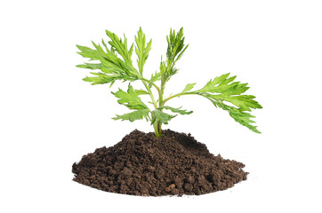 Green plant growing in soil isolated on a white