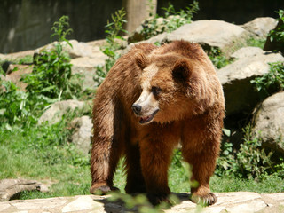 Obraz premium Ours