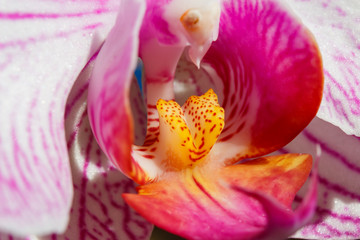 Pink orchid flower closeup in a sunlight