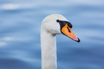 Fototapeta premium Swan in blue lake