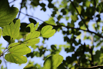 Fototapeta premium Green leaves morning