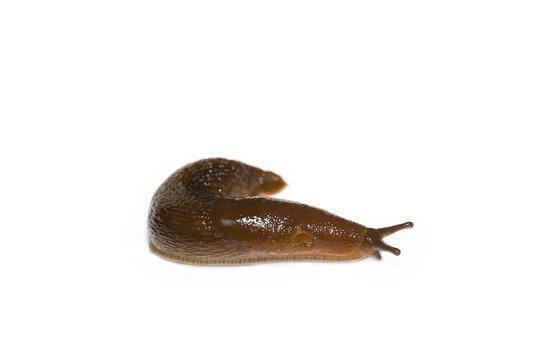 Spanish Slug (Arion vulgaris) isolated on white background
