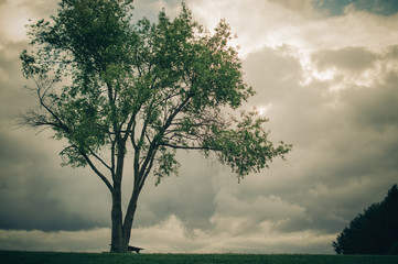Fototapeta na wymiar Dramatic cloudy sky with one tree