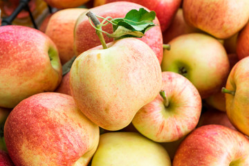Freshly picked organic gala apples