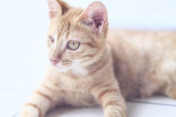 One-eye kitten portrait