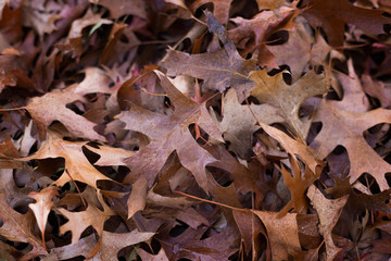 Brown fall leaves