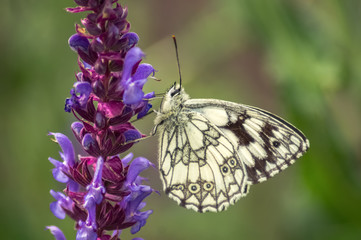 Schmetterling an einer Blume