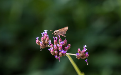 꽃을 찾아다니는 잠자리와 나비