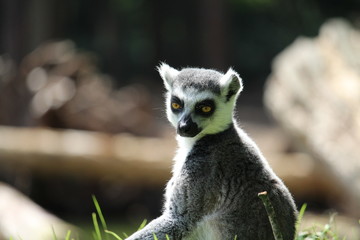 Naklejka na ściany i meble ring-tailed lemur