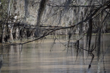 Lacassine Bayou in the Winter 