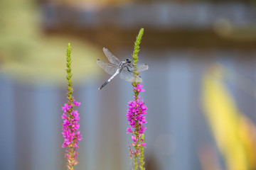 꽃을 찾아다니는 잠자리와 나비