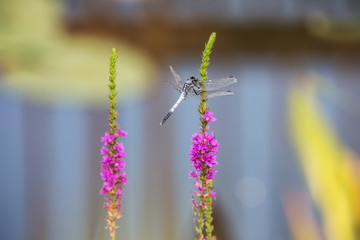 꽃을 찾아다니는 잠자리와 나비 © sephoto